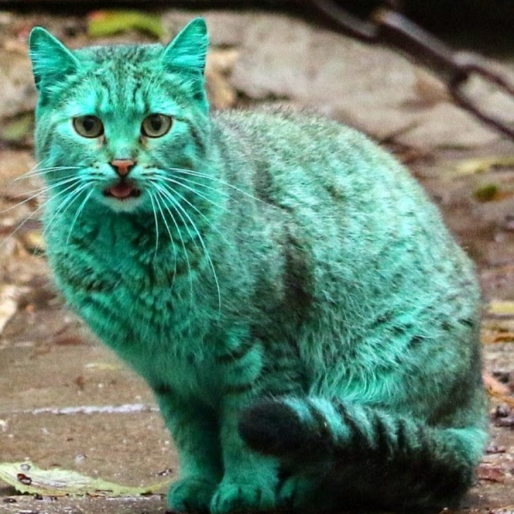 Радужный кот