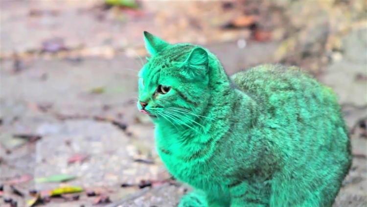 Зеленый кот картинка