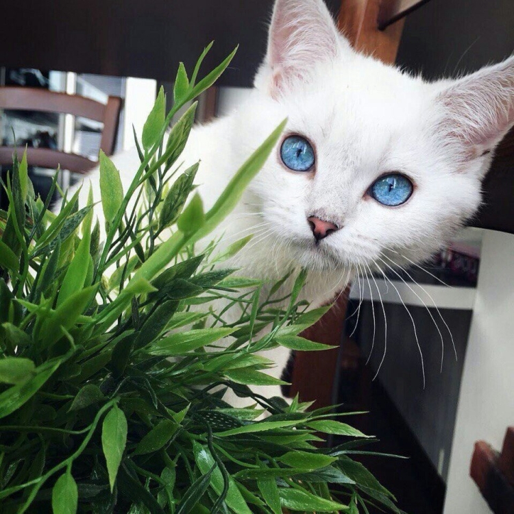 Зелёный кот игра