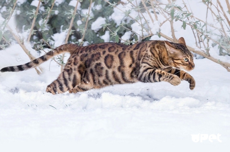 Снежная бенгальская кошка
