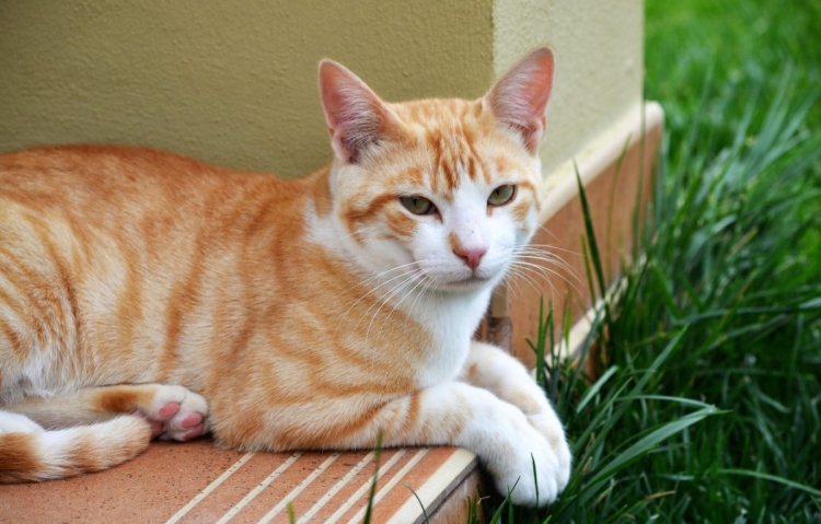 Породы рыжих котов короткошерстных