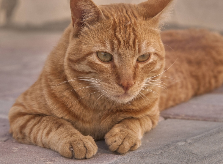 Европейская короткошерстная кошка рыжая