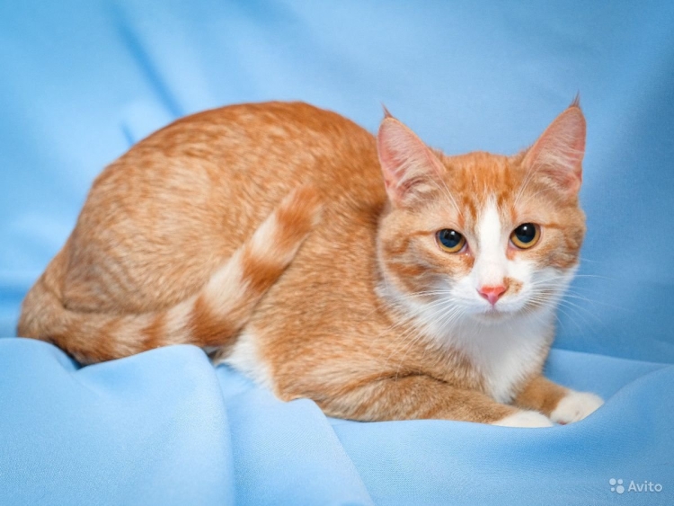 Европейский короткошерстный кот рыжий