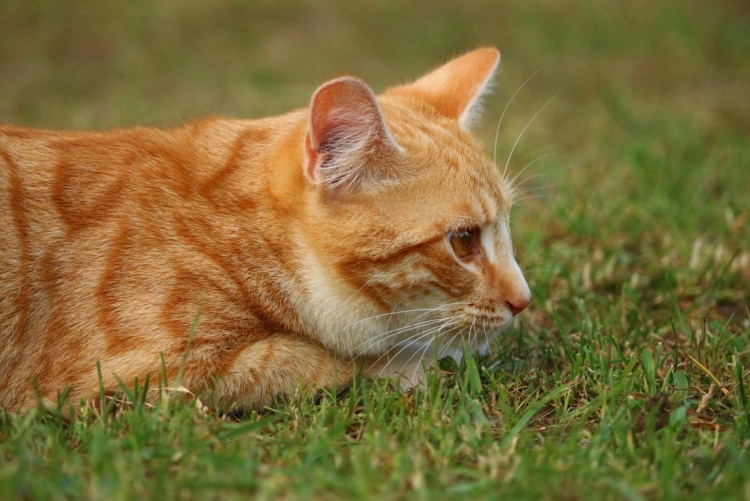 Европейский короткошерстный кот рыжий