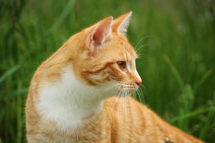 Европейский короткошерстный кот рыжий