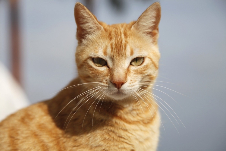 Сибирский кот короткошерстный рыжий