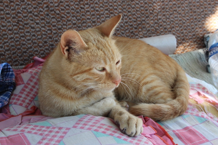 Европейский короткошерстный Крысолов рыжий