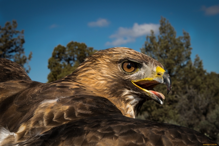 Ястреб - тетеревятник (Accipiter gentilis)