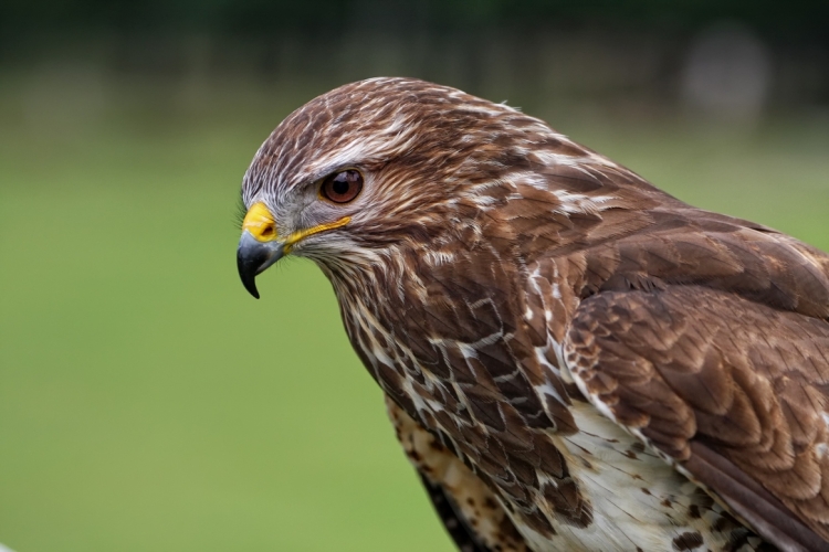 Тетеревятник (Accipiter gentilis)