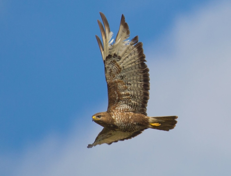 Обыкновенный канюк Buteo Buteo