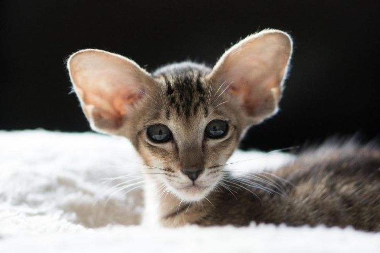Коты с большими ушами - 90 фото