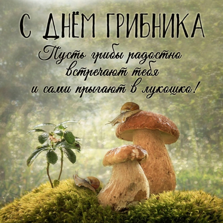 Лукошко с грибами