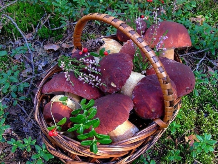 Корзина для грибов