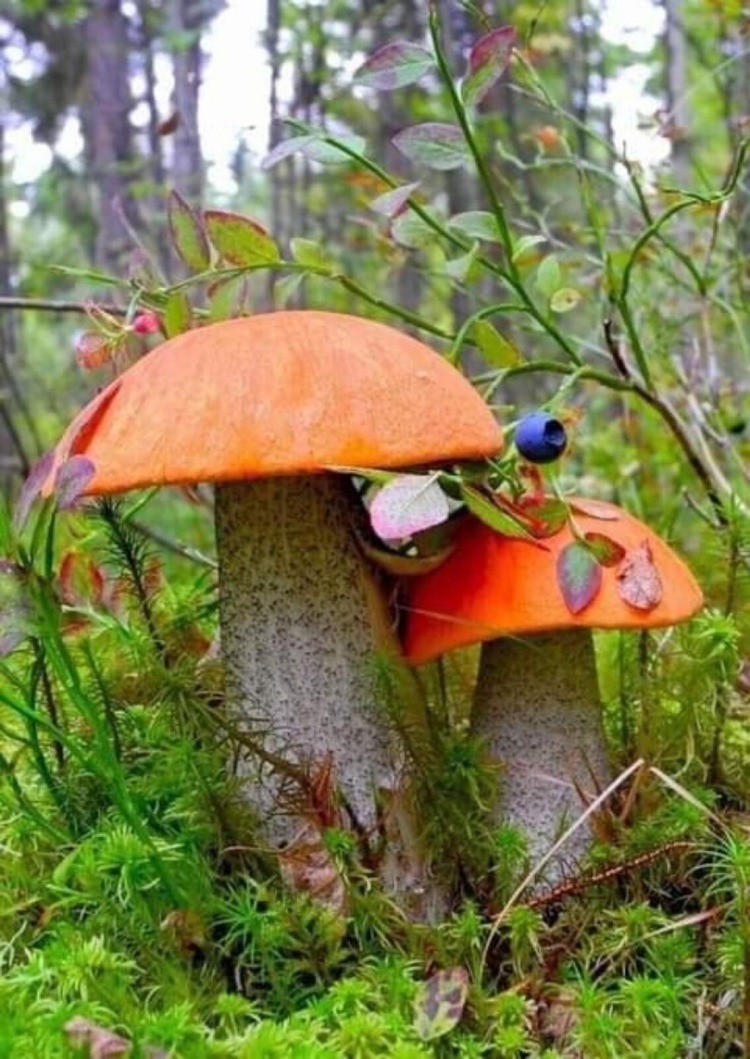 Корзина с грибами