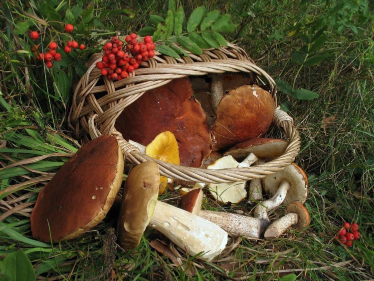 С днём рождения грибнику