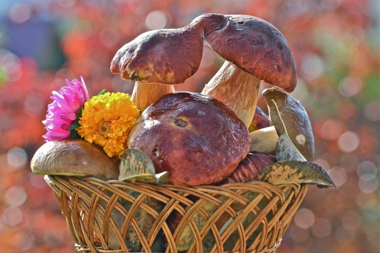 Лес. Цветы. Грибы