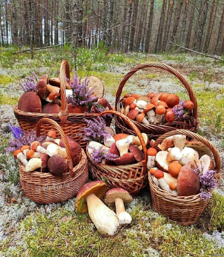 Корзина с грибами