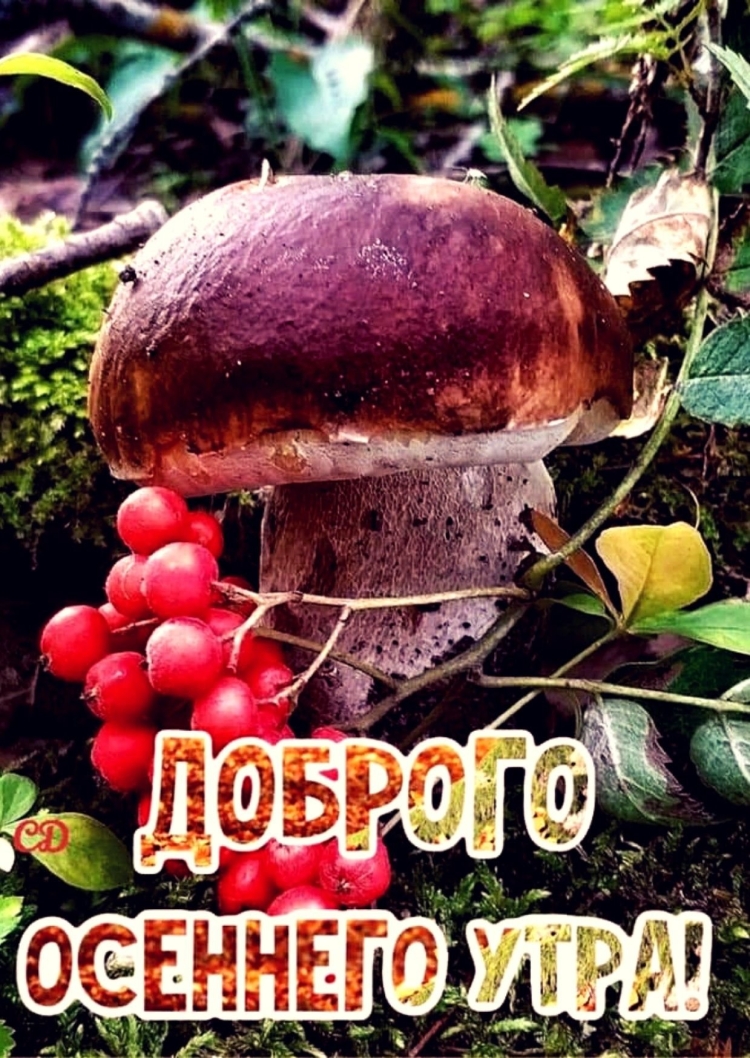 Корзинка для грибов