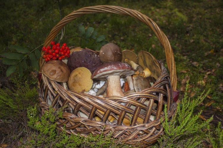 Пряники грибочки