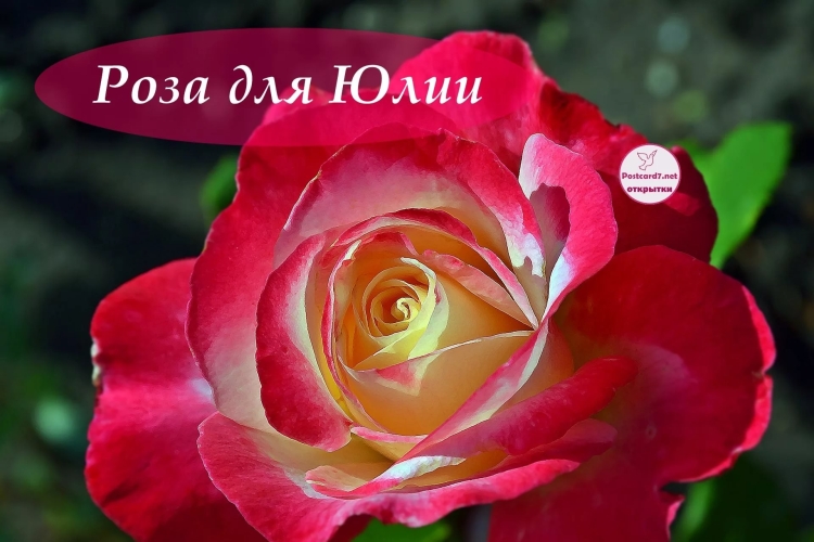 Доброе утро, Медвежонок!