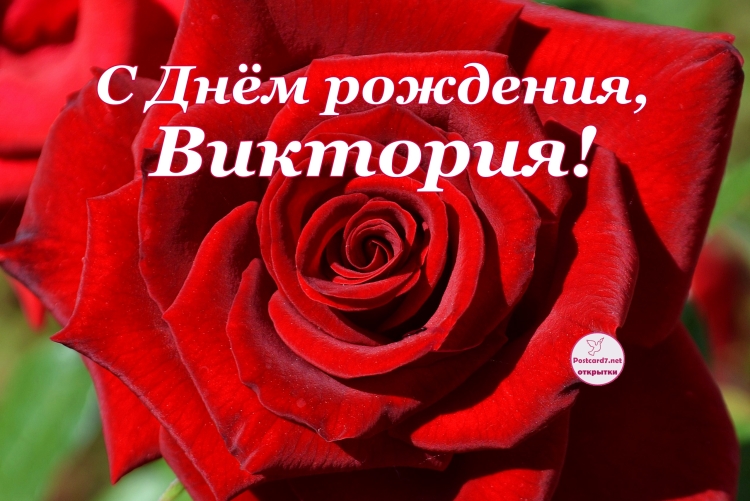 Пион золотой Лютик