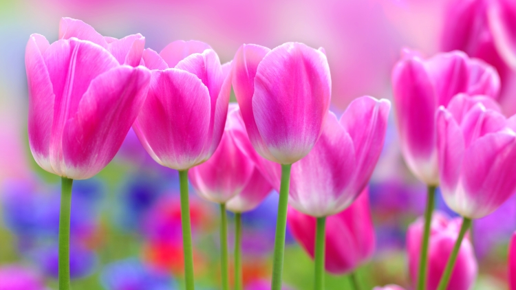 Коралловые розы открытка