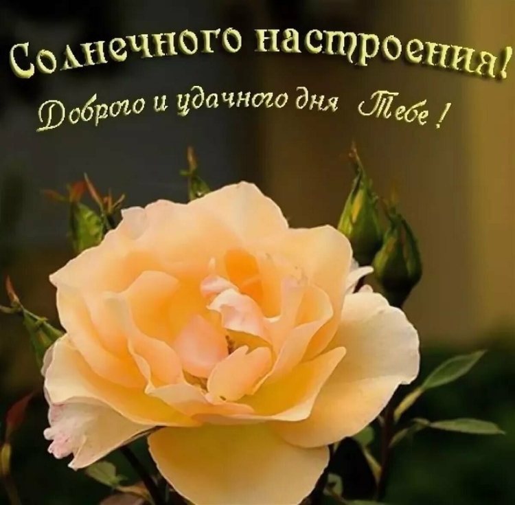 Пожелания с добрым утром прикольные