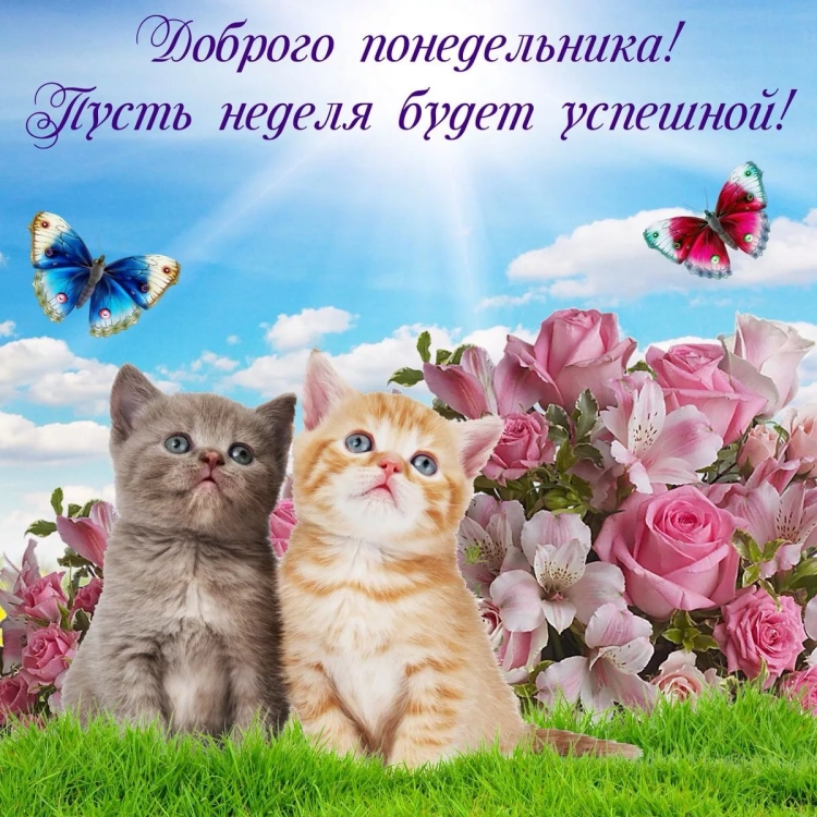 Композиция из ромашек