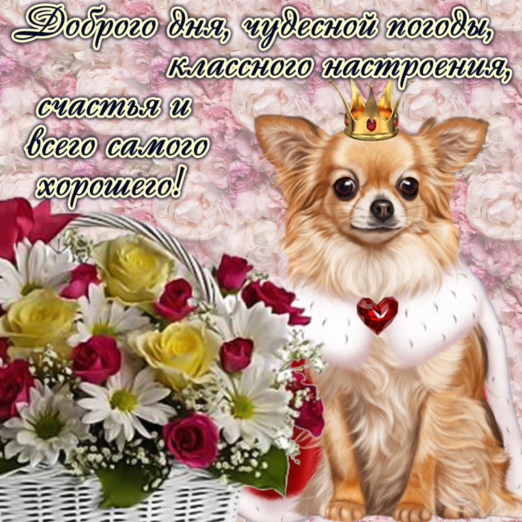 Пожелания доброго дня мужчине