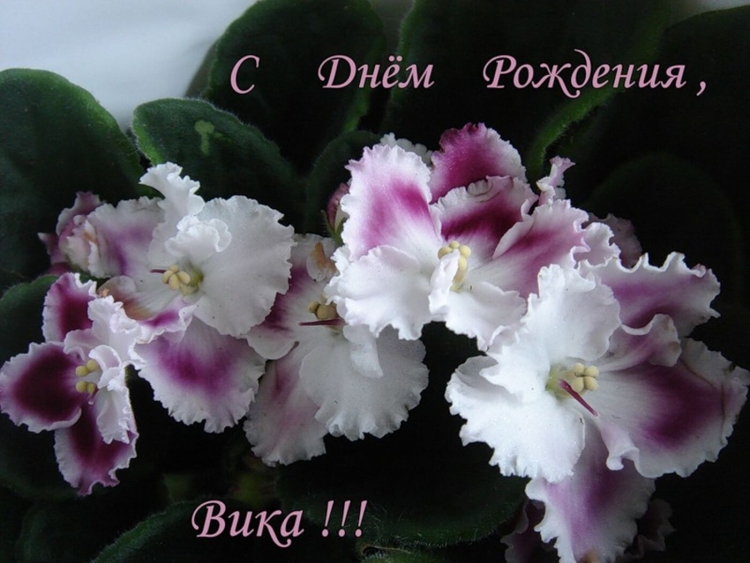 Смешные поздравления с днем рождения