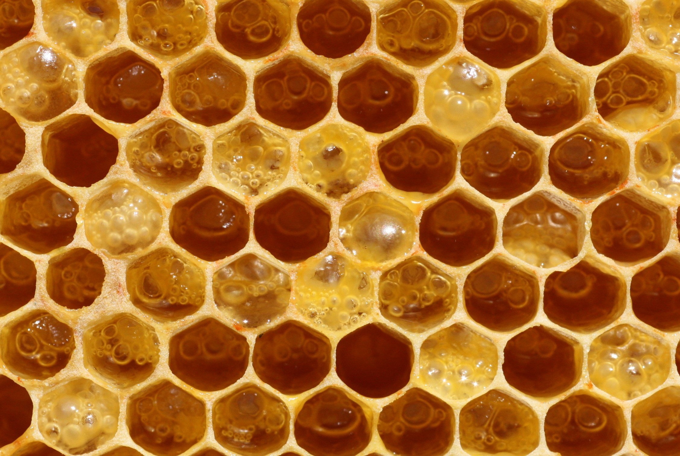 Как получить пчелиную соту. Забрус пчелиный. Пчелиное маточное молочко (Королевское желе). Медоносная пчела соты. Пчелиные соты с медом.