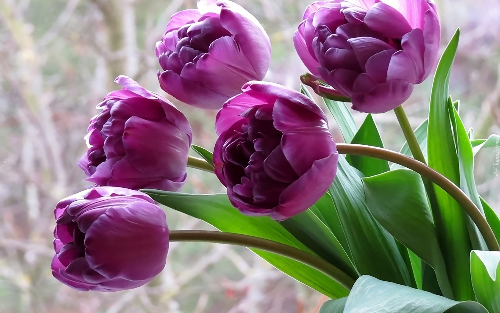 Благословенного мартовского дня. С днём рождения тюльпаны. Тюльпан фиолетовый. С днём рождения женщине тюльпаны. С днём рождения тюльаны.