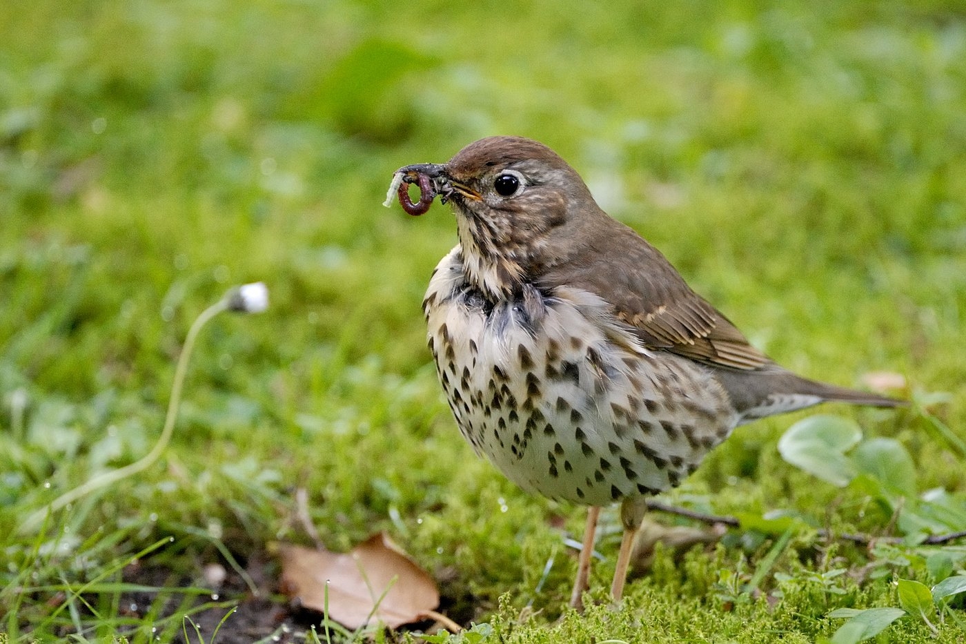 Что за птица. Певчий Дрозд деряба. Дрозд-деряба (turdus viscivorus). Пестрый Земляной Дрозд. Слеток певчего дрозда.