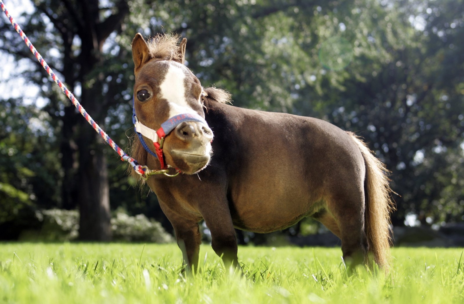 Наименьшая лошадь в мире. Тамбелина. Тамбелина лошадка. Самая маленькая лошадь Тамбелина. Тумбалина самая маленькая лошадка.