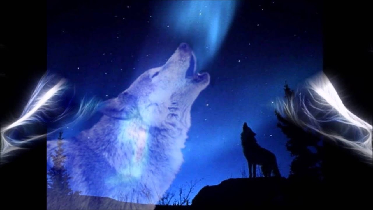 Вой волка на луну песня. Воющий волк. Волк воет на луну. Волк в ночи. Волк и Луна.