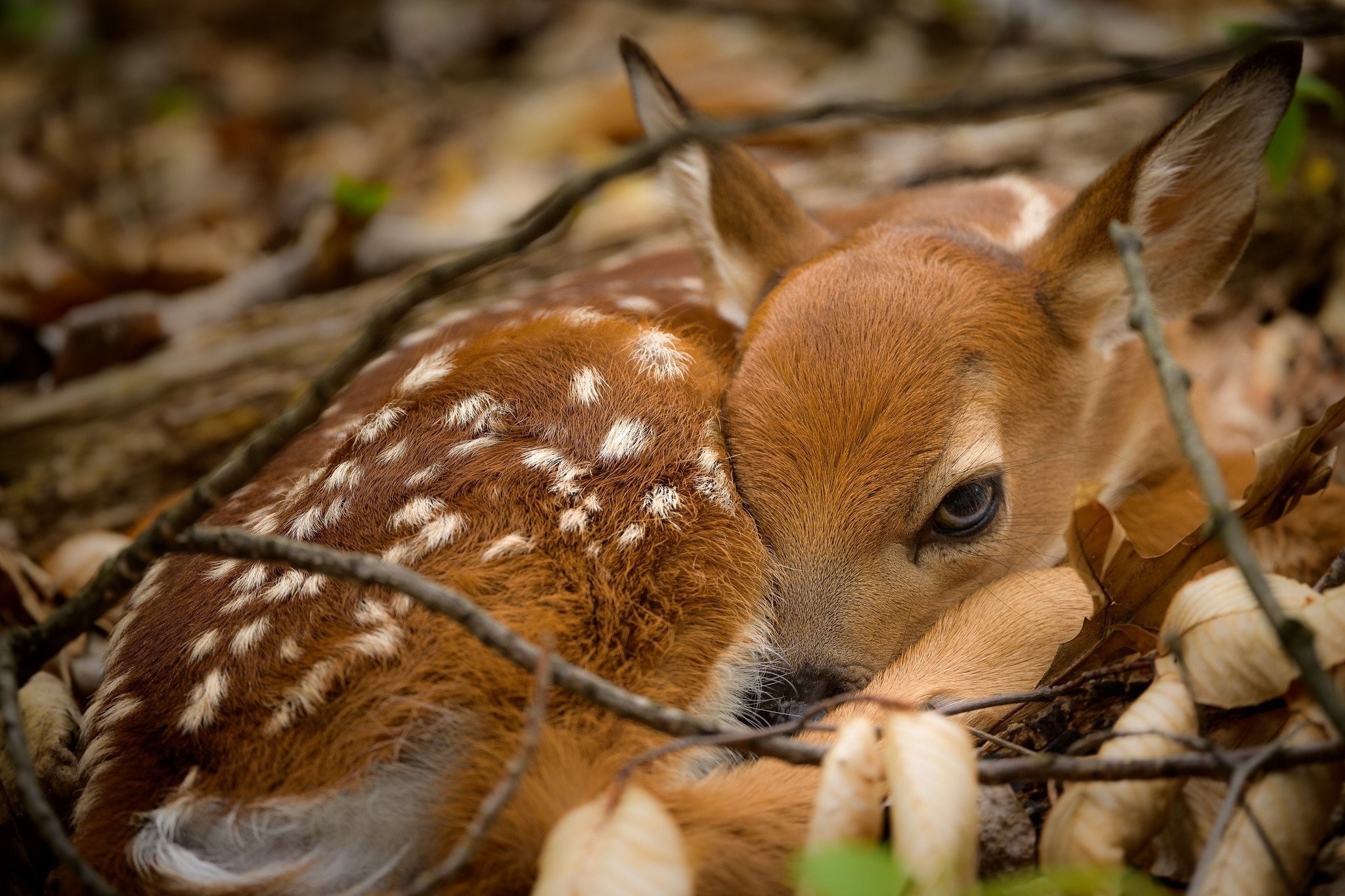 Baby bamby. Неблюй Олененок. Пятнистый олень Бэмби. Оленёнок фото животного. Милый Олененок.