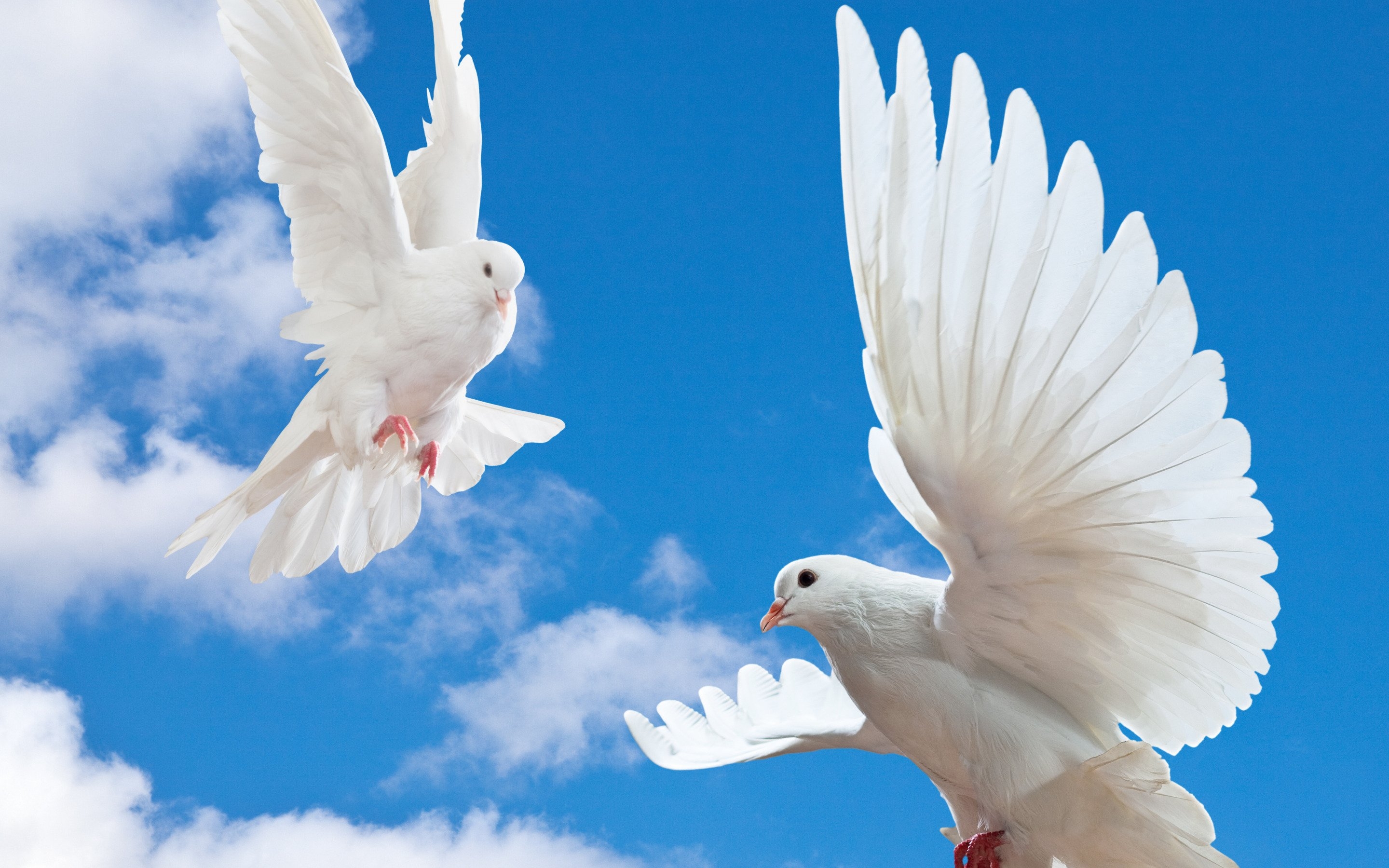 Мир голубей