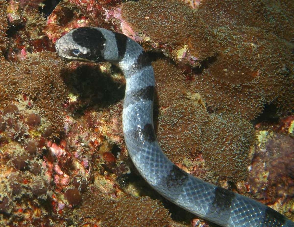 Рыба змея. Морской Крайт плоскохвост. Морская змея Белчера. Оливковая морская змея Дюбуа. Кольчатый плоскохвост.