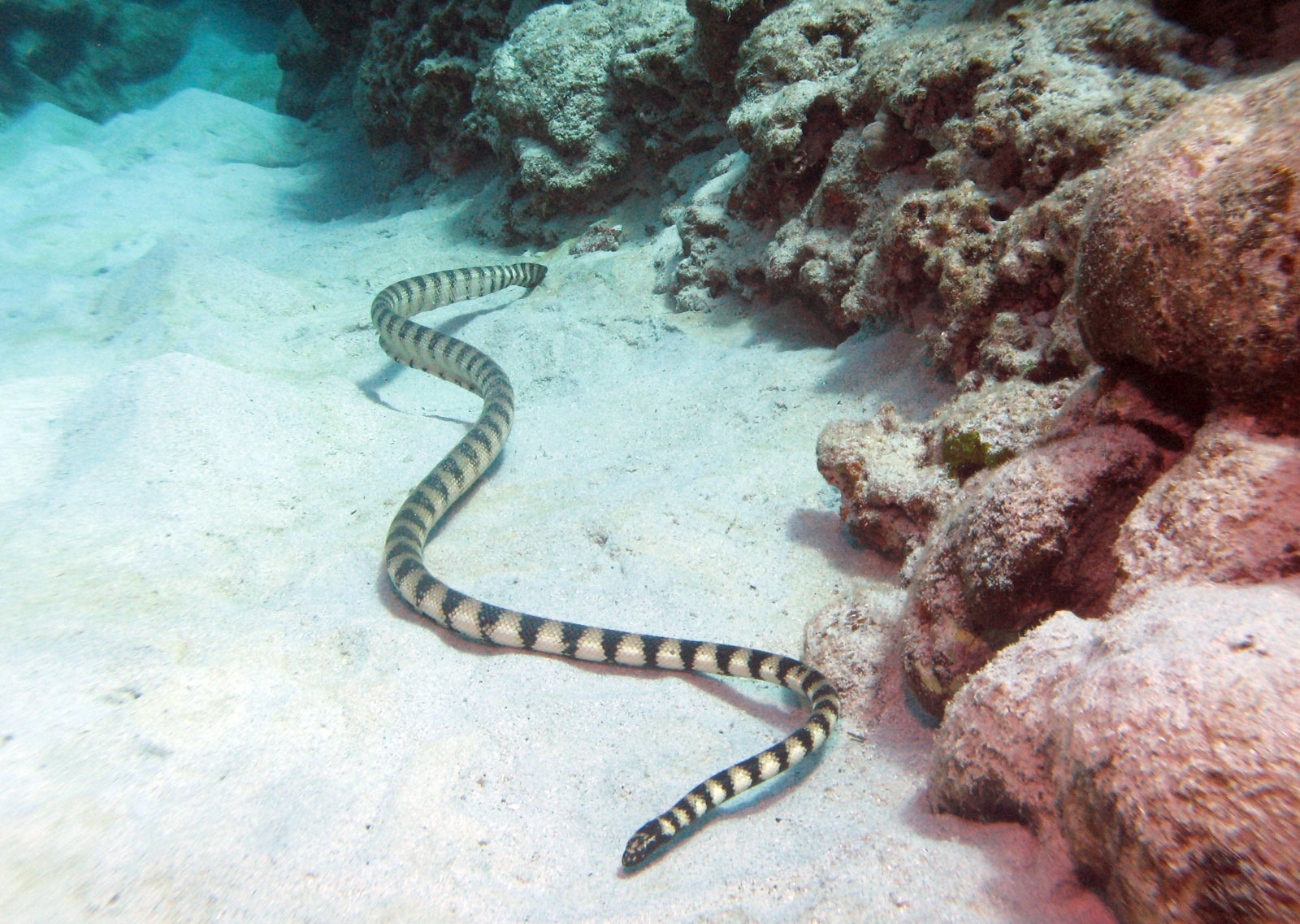 змеи на доминикане