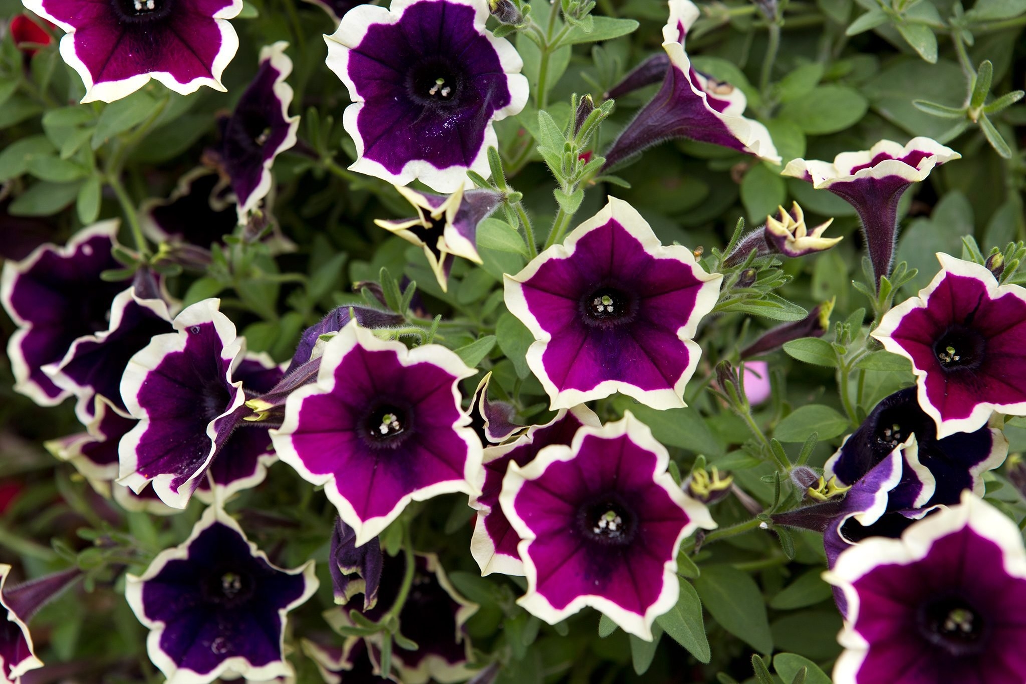 Петуния Petunia Prelude Violet Vein