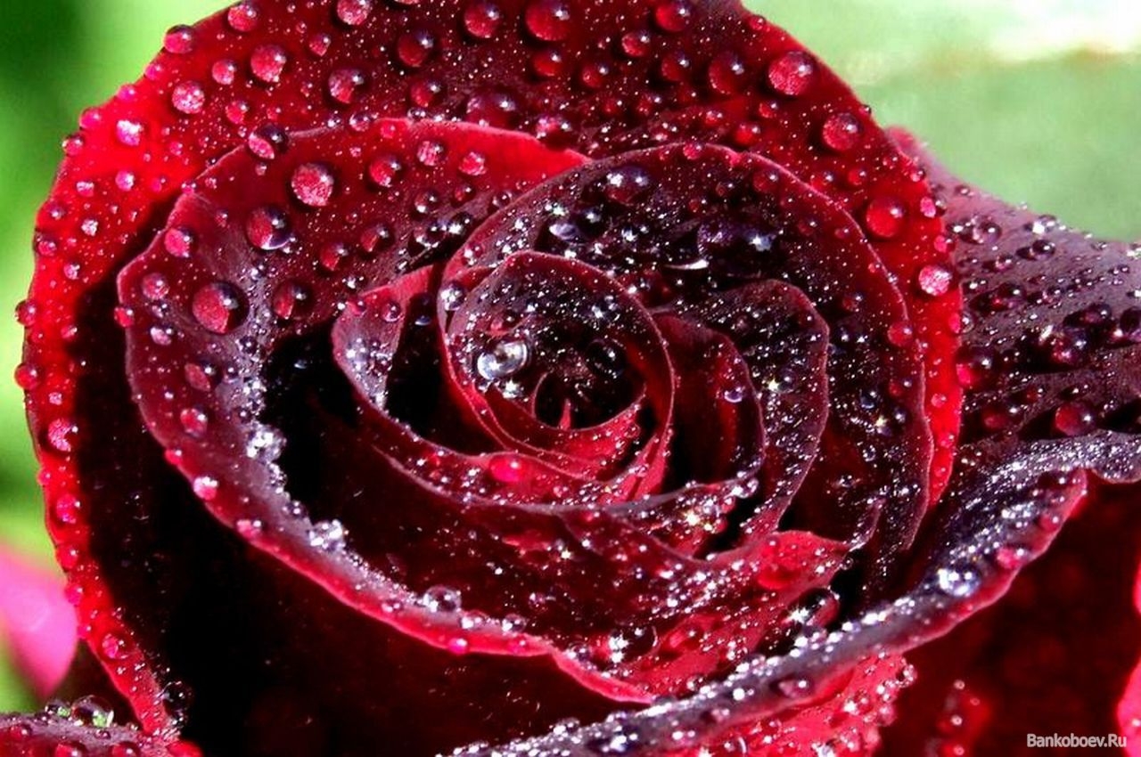 Гулла 4. Атиргул Шер. Гули Садбарг. Красивые розы. Самые красивые розы.