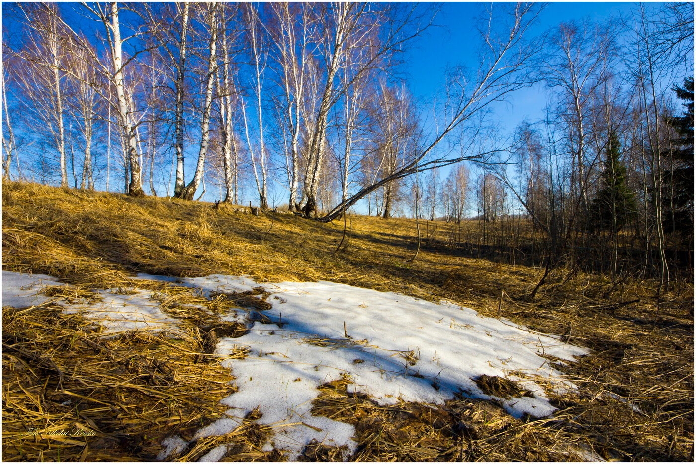 Тютчев еще земли печален вид. Апрель в лесу. Весна в лесу апрель. Апрель в Сибири. Ещё земли печален вид.