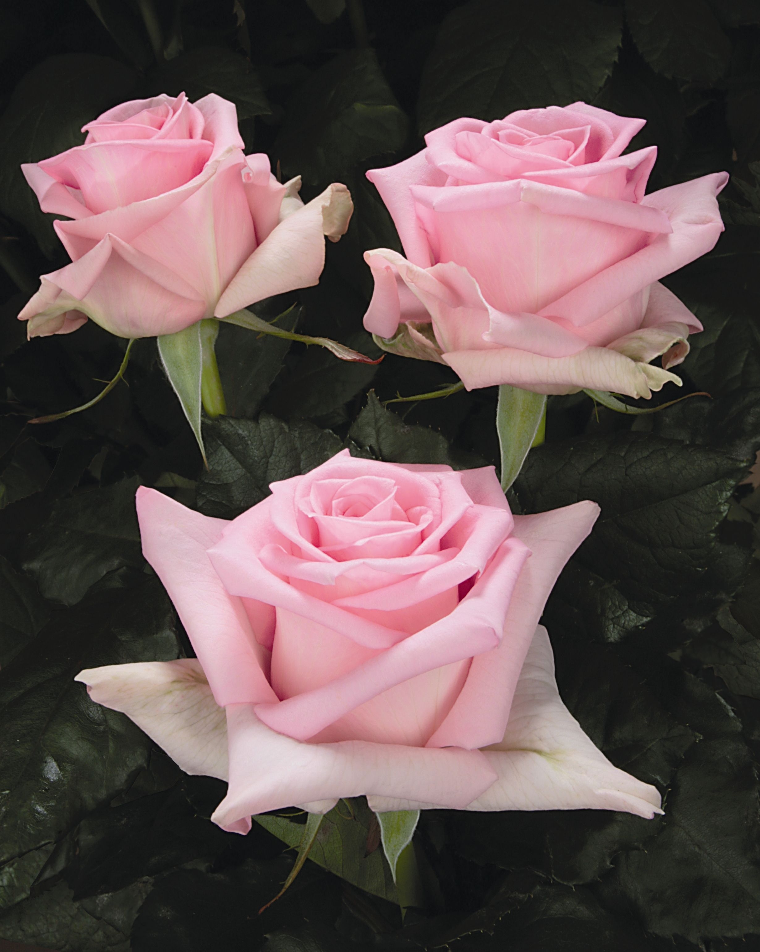 Розовые розы сорта названия. Роща чайногибридная Титаник.