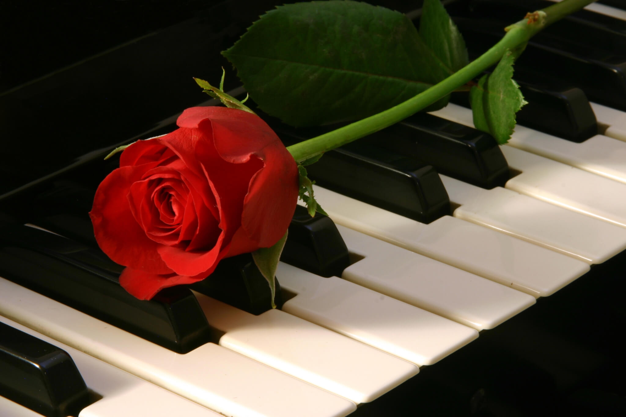 Видео песни спасибо. Розы на фортепиано. Розы на рояле. Цветы на рояле. Рояль с цветами.