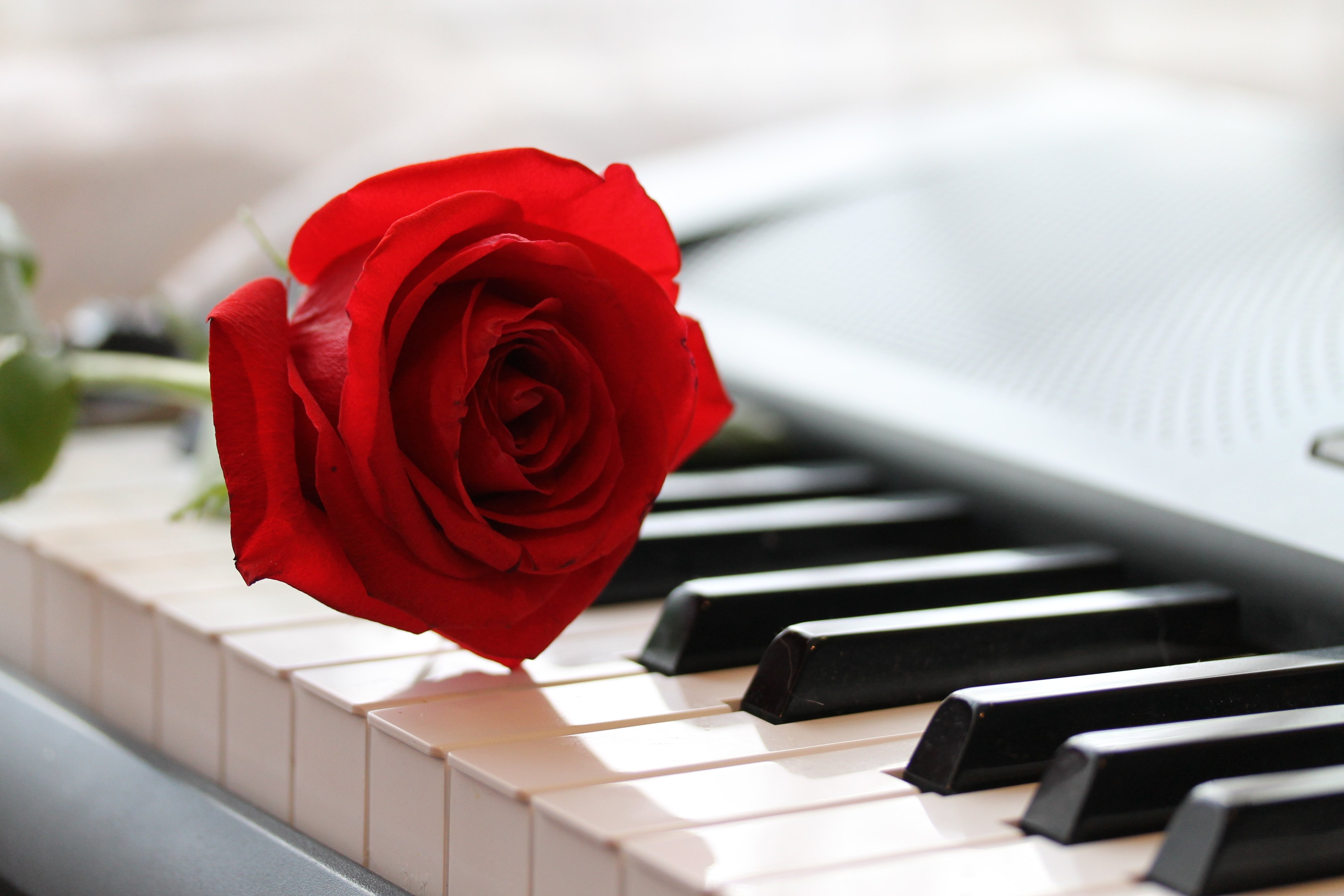 Песни розовый букет. Розы на рояле. Цветы на пианино. Музыкальный цветок.