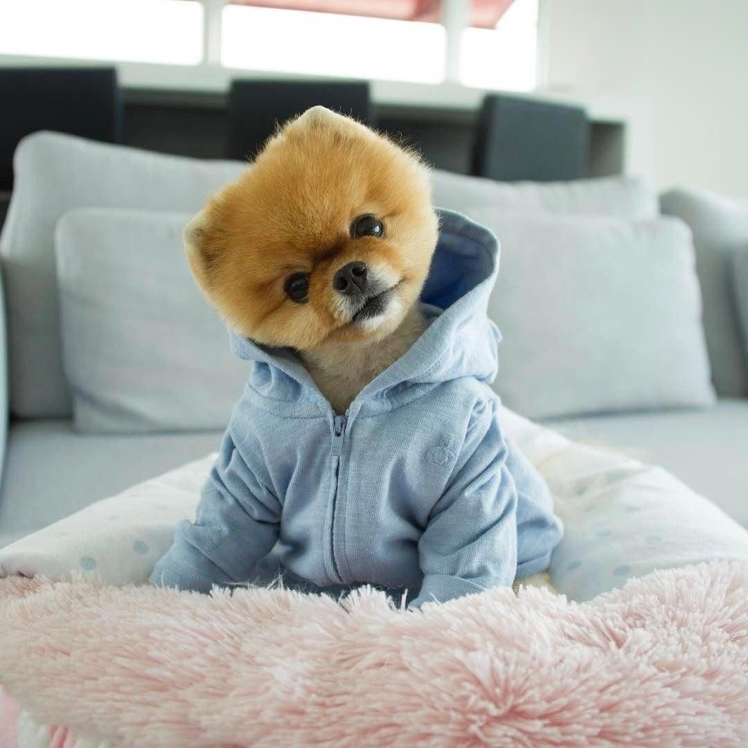 померанский шпиц jiffpom