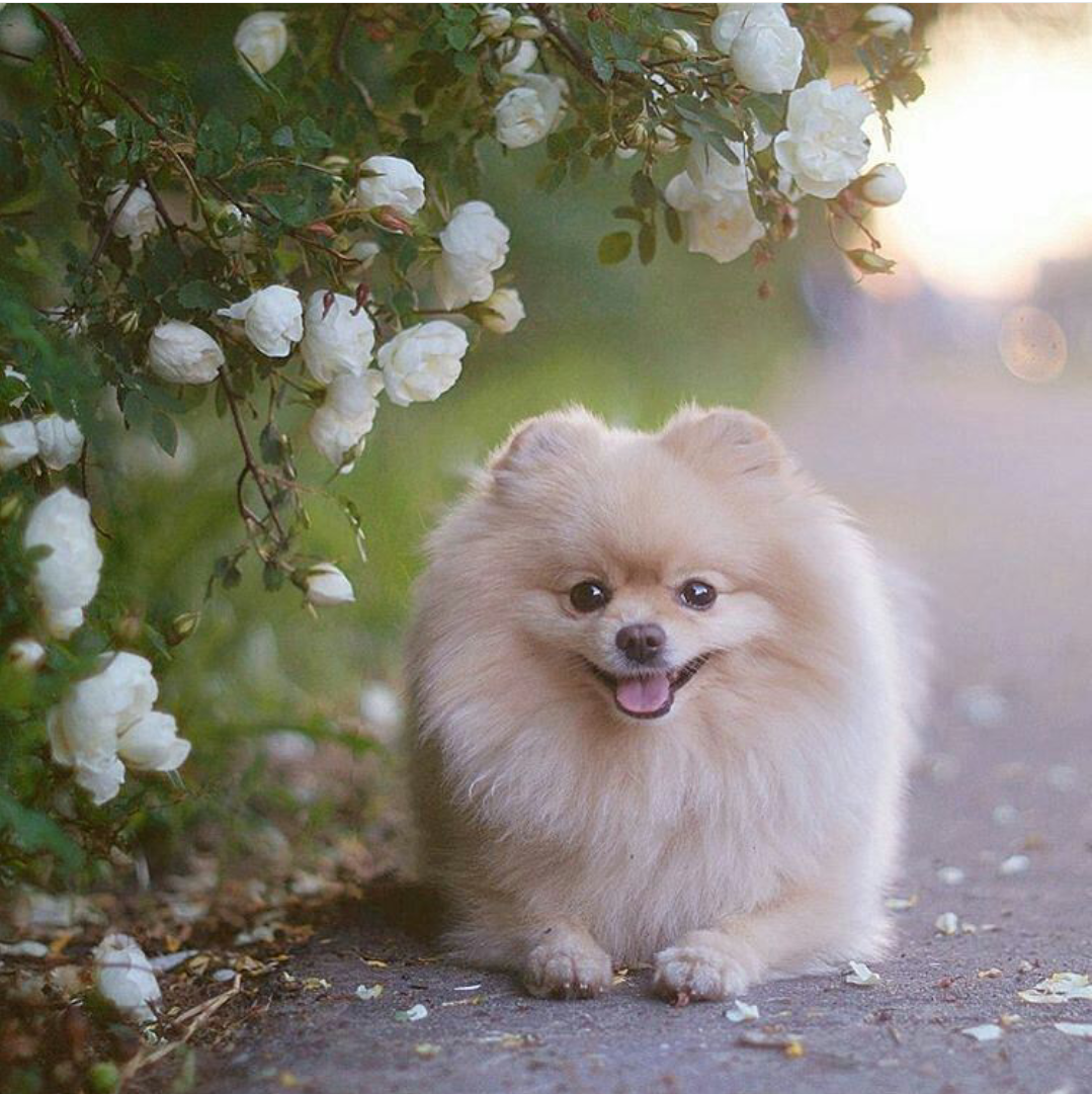 Фото милой собачки. Померанский шпиц Teacup.. Шпиц Беленький. Вельш шпиц. Королевский шпиц.