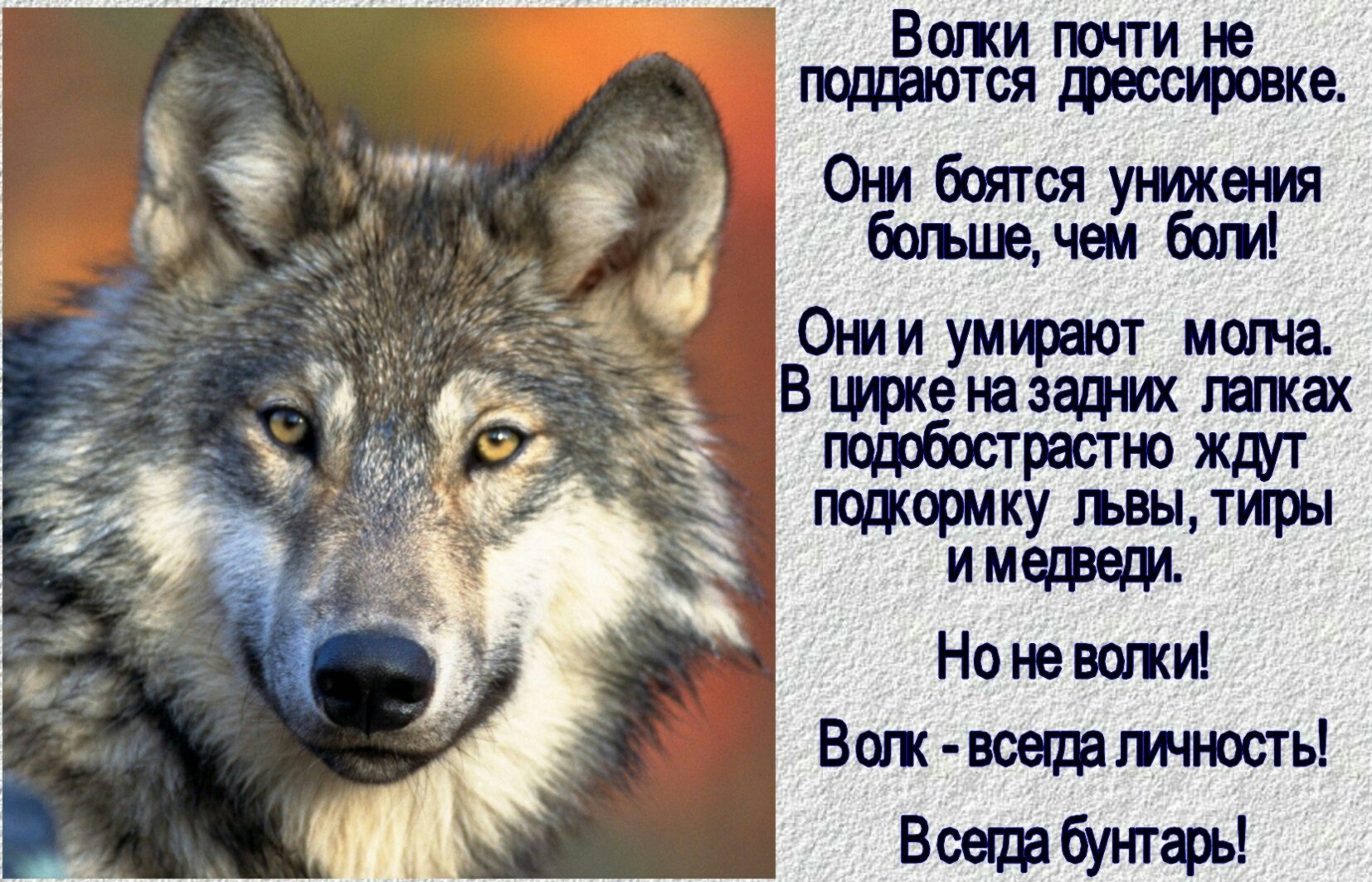 Волки в жизни человека