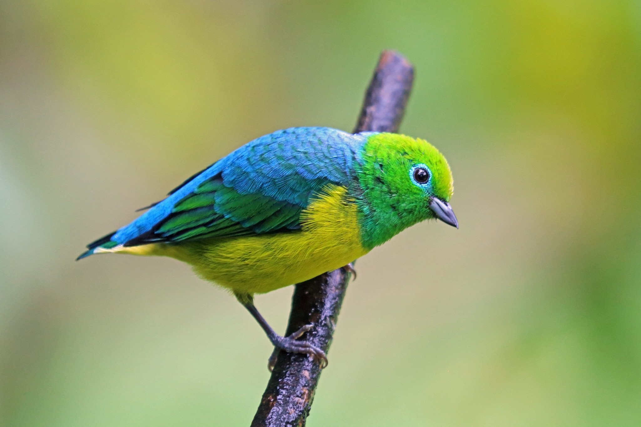 Птица сине зеленого цвета. Синеголовая танагра. Красноухая цветная танагра. Зеленоголовая танагра. Зелёный САИ птица танагровых.