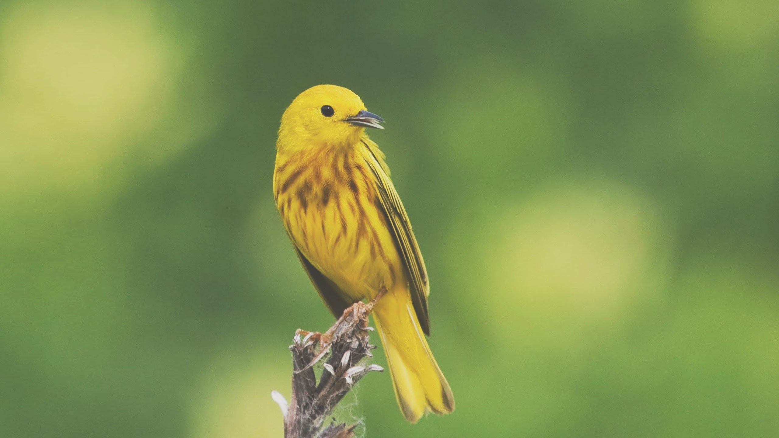 Про желтую птичку. Yellow Warbler птица. Жёлтая древесница (Dendroica petechia). Канарейка зеленая. Желтая древесница птица.